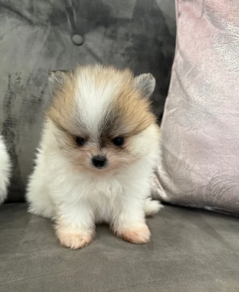  cuccioli di pomerania toy per la dozione gratuita | Foto 2