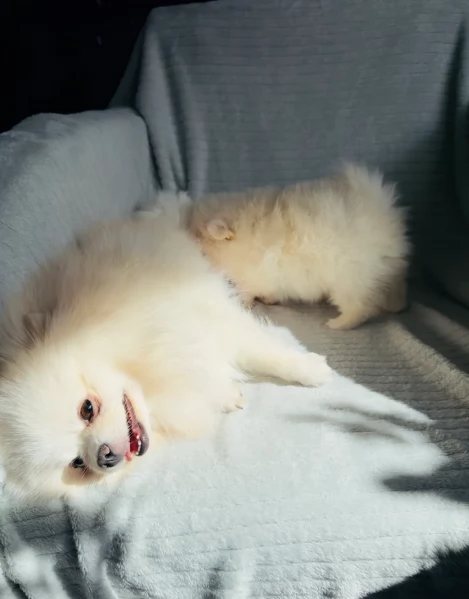  cuccioli di pomerania toy per la dozione gratuita | Foto 2