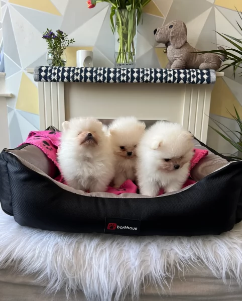 cuccioli di pomerania toy per la dozione gratuita | Foto 0