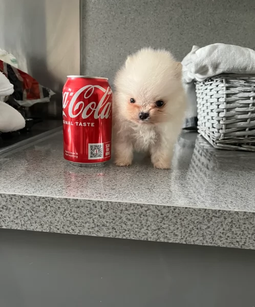  cuccioli di pomerania toy per la dozione gratuita | Foto 5