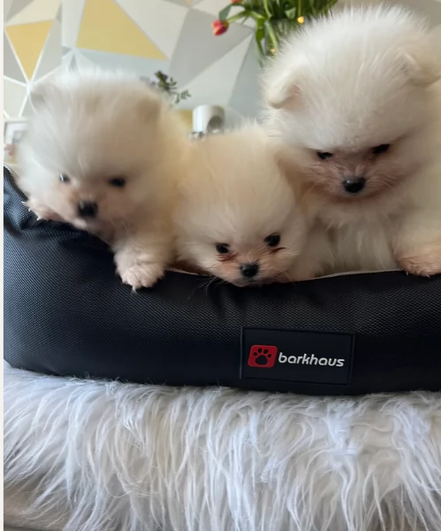  cuccioli di pomerania toy per la dozione gratuita | Foto 1