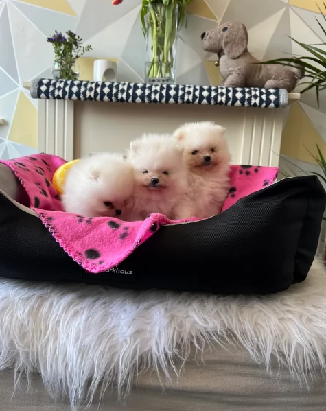  cuccioli di pomerania toy per la dozione gratuita