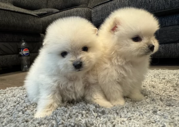  cuccioli di Pomerania toy per la dozione gratuita | Foto 3