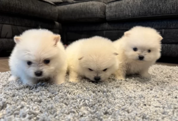 cuccioli di Pomerania toy per la dozione gratuita | Foto 2