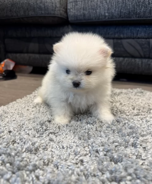  cuccioli di Pomerania toy per la dozione gratuita