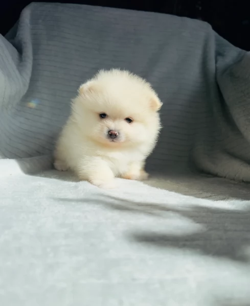  cuccioli di Pomerania toy per la dozione gratuita | Foto 6