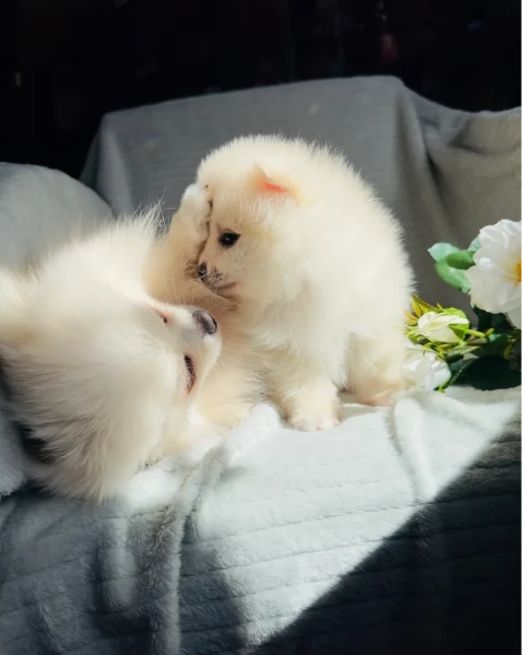  cuccioli di Pomerania toy per la dozione gratuita | Foto 5