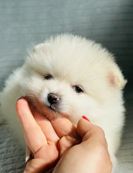  cuccioli di Pomerania toy per la dozione gratuita | Foto 4