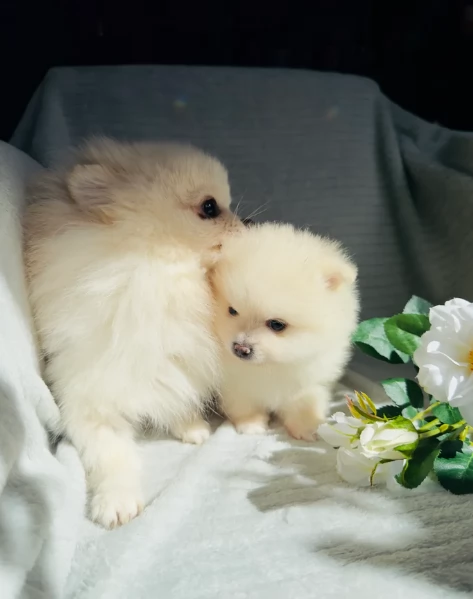  cuccioli di Pomerania toy per la dozione gratuita