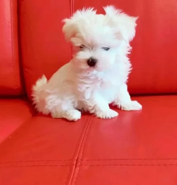 disponibili cuccioli di maltese toy per la dozione  | Foto 0