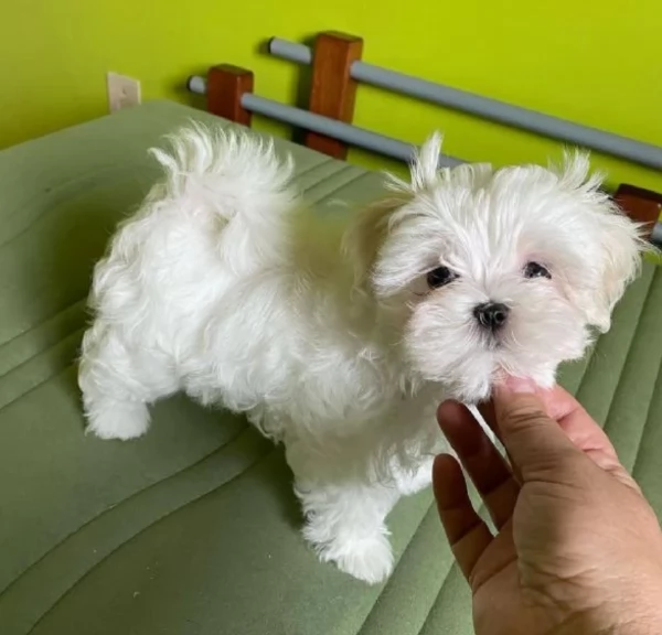 disponibili cuccioli di maltese toy per la dozione  | Foto 2