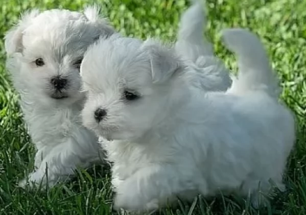 disponibili cuccioli di maltese toy per la dozione 