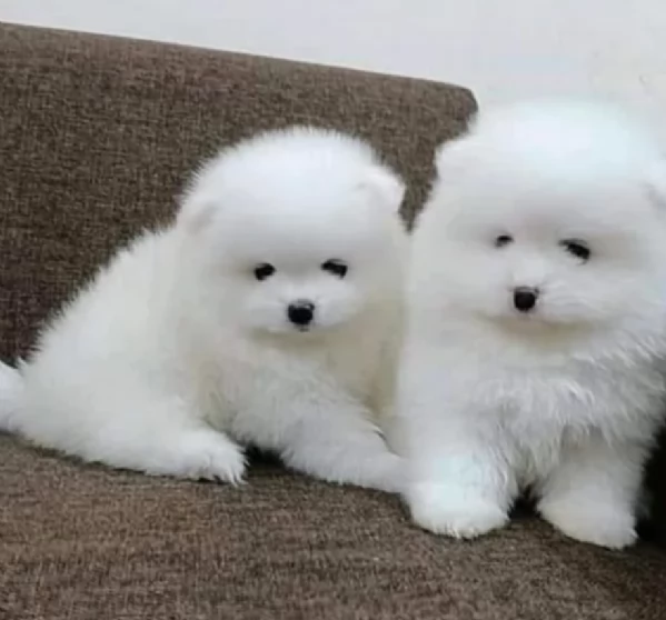 disponibili cuccioli di maltese toy per la dozione  | Foto 4