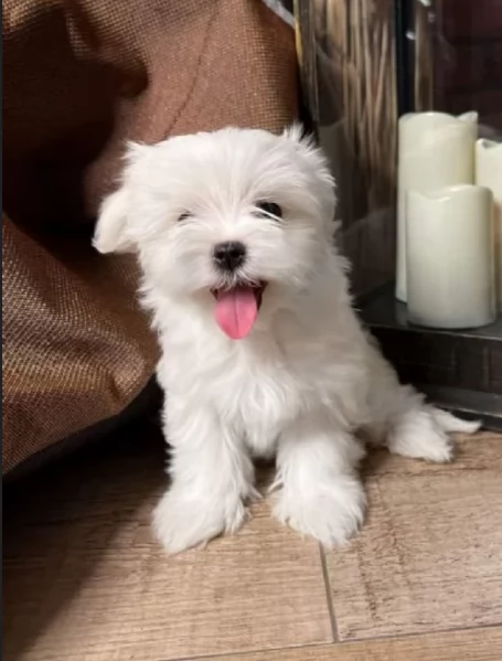 disponibili cuccioli di maltese toy per la dozione  | Foto 3