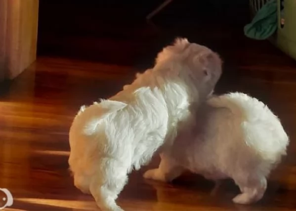 disponibili cuccioli di maltese toy per la dozione  | Foto 3