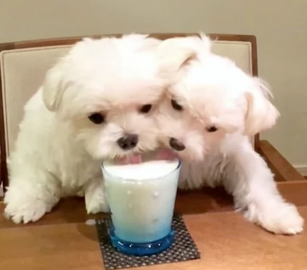 disponibili cuccioli di maltese toy per la dozione  | Foto 11