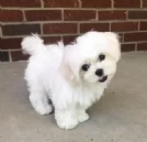 disponibili cuccioli di maltese toy per la dozione  | Foto 0