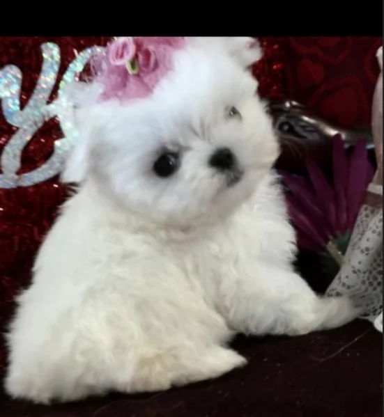 disponibili cuccioli di maltese toy per la dozione  | Foto 1