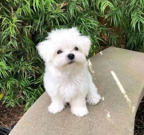 disponibili cuccioli di maltese toy per la dozione  | Foto 3