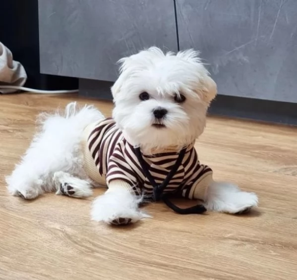 disponibili cuccioli di maltese toy per la dozione  | Foto 5