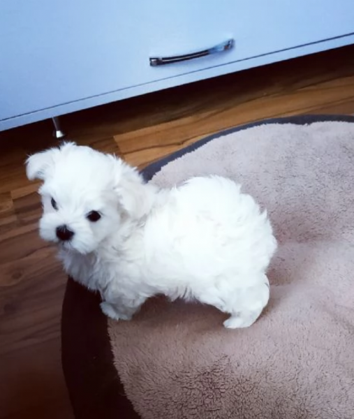 disponibili cuccioli di maltese toy per la dozione  | Foto 5