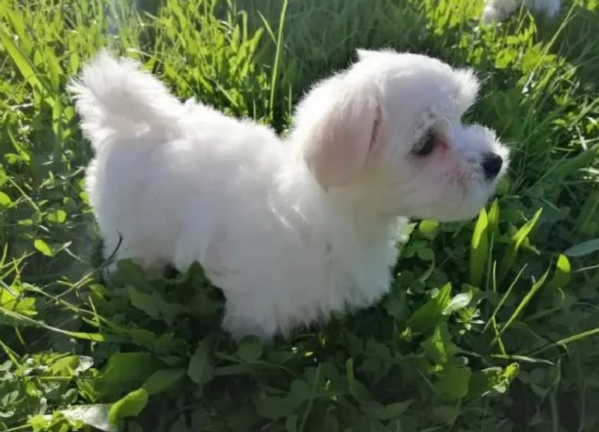 disponibili cuccioli di maltese toy per la dozione  | Foto 4