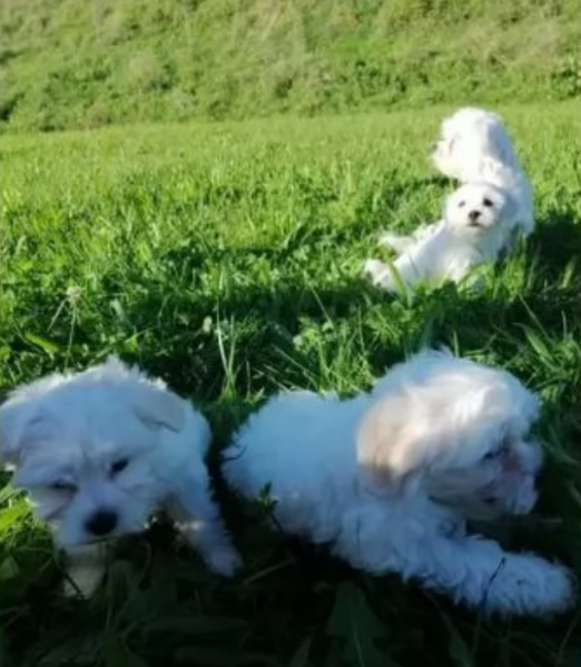 disponibili cuccioli di maltese toy per la dozione  | Foto 3