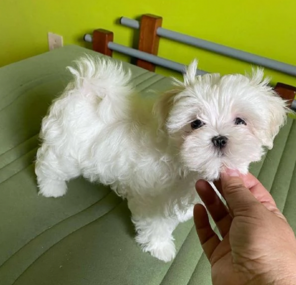 disponibili cuccioli di maltese toy per la dozione  | Foto 2