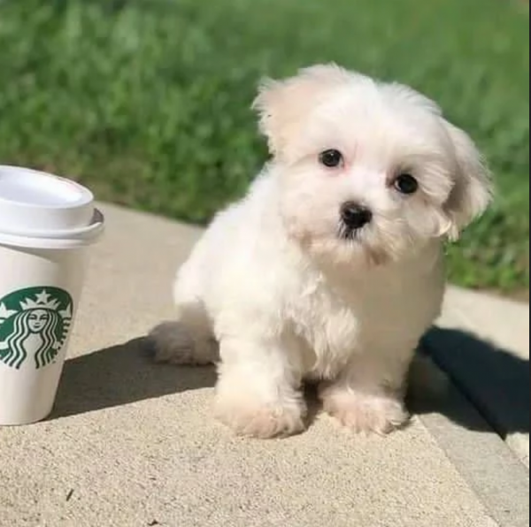 disponibili cuccioli di maltese toy per la dozione  | Foto 1