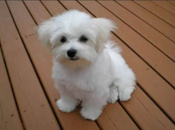 disponibili cuccioli di maltese toy per la dozione  | Foto 0