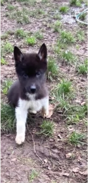 Siberian Husky per la dozione | Foto 4