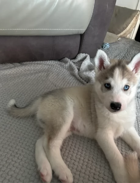 Siberian Husky per la dozione | Foto 3