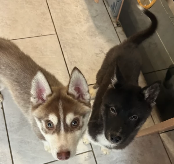 Siberian Husky per la dozione