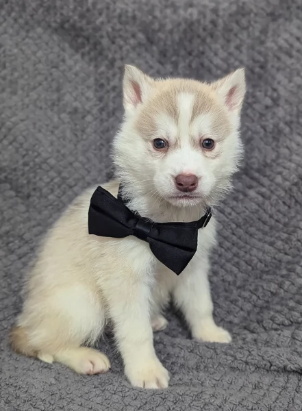 Siberian Husky per la dozione | Foto 2