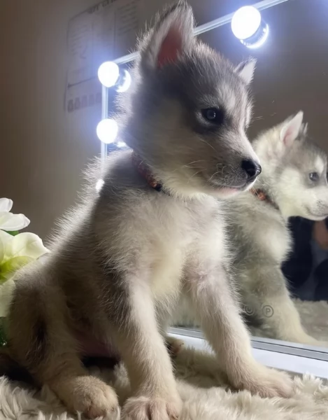 Siberian Husky per la dozione | Foto 1