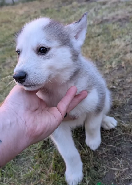 Siberian Husky per la dozione | Foto 4