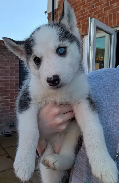 Siberian Husky per la dozione | Foto 1