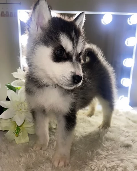 Siberian Husky per la dozione | Foto 3