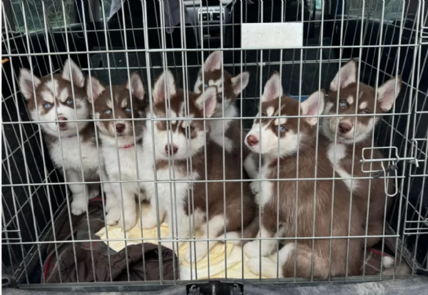 Siberian Husky per la dozione | Foto 1