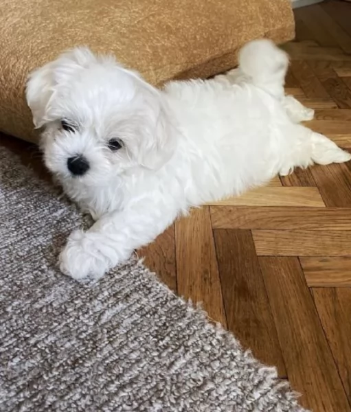 disponibili cuccioli di maltese toy per la dozione 