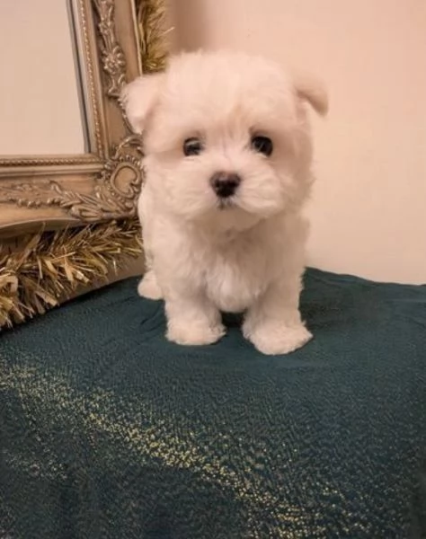 disponibili cuccioli di maltese toy per la dozione  | Foto 1