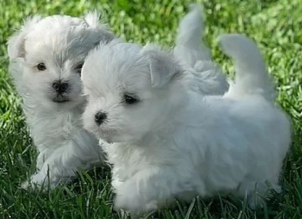 disponibili cuccioli di maltese toy per la dozione  | Foto 4