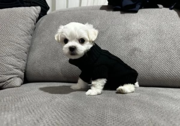 disponibili cuccioli di maltese toy per la dozione  | Foto 4