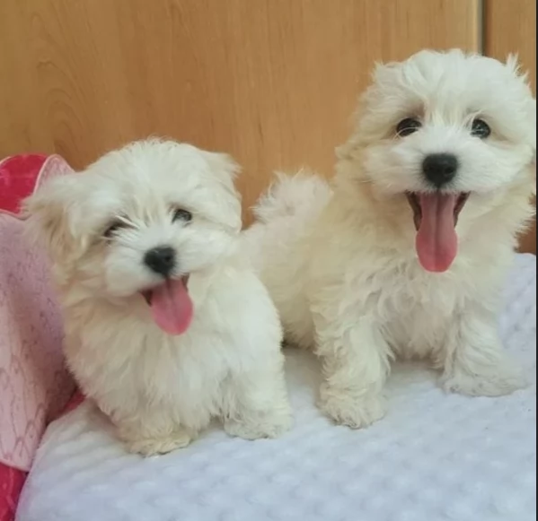 disponibili cuccioli di maltese toy per la dozione 