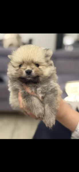 Vendo bellissimi spitz di Pomerania originali con pedigree, genitori visibili entrambi con pedigree