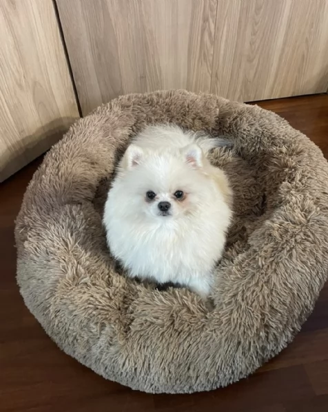 Vendo bellissimi spitz di Pomerania originali con pedigree, genitori visibili entrambi con pedigree | Foto 3