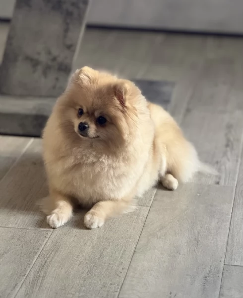 Vendo bellissimi spitz di Pomerania originali con pedigree, genitori visibili entrambi con pedigree | Foto 2
