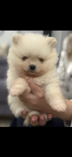 Vendo bellissimi spitz di Pomerania originali con pedigree, genitori visibili entrambi con pedigree | Foto 1