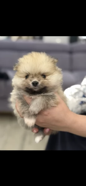 Vendo bellissimi spitz di Pomerania originali con pedigree, genitori visibili entrambi con pedigree | Foto 0