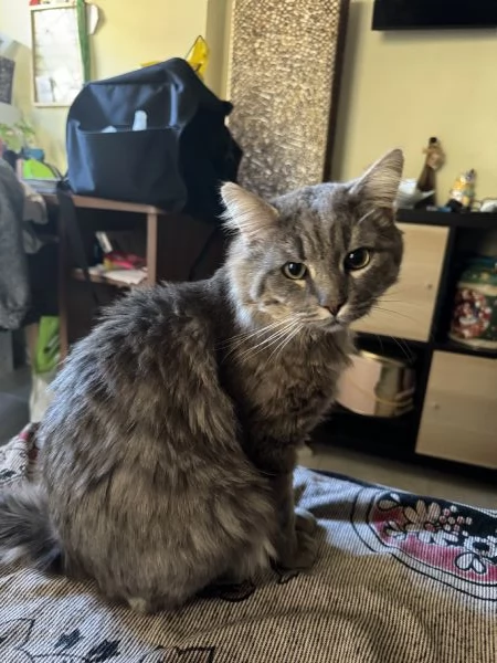 Incrocio Main Coon  | Foto 1